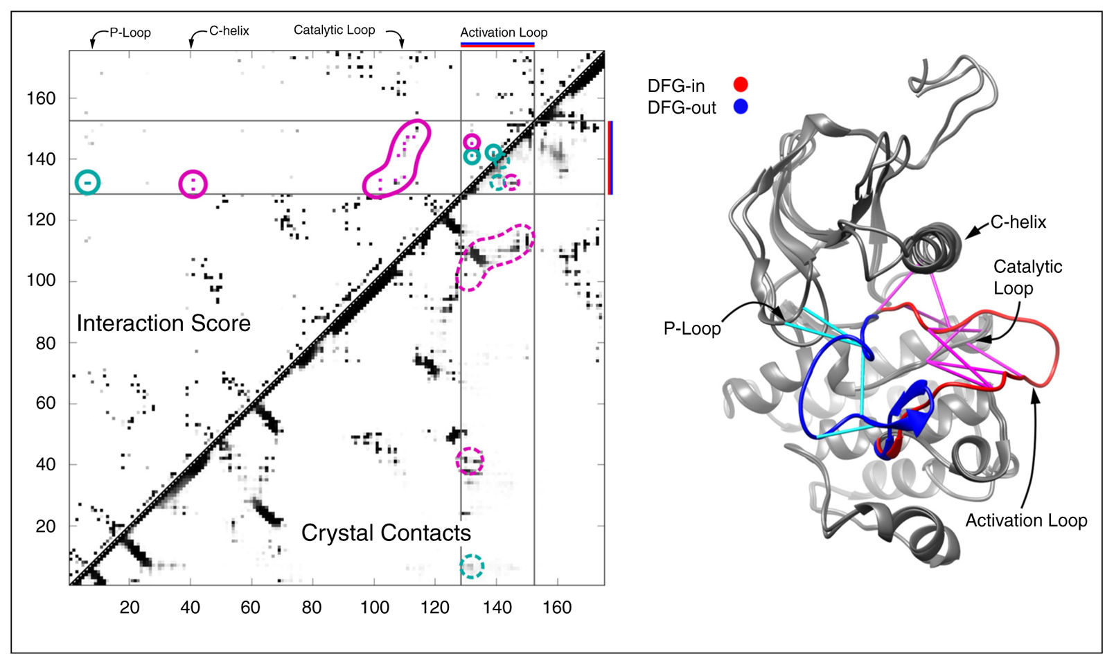 Potts model interaction score map vs crystal structure contacts for the kinase family