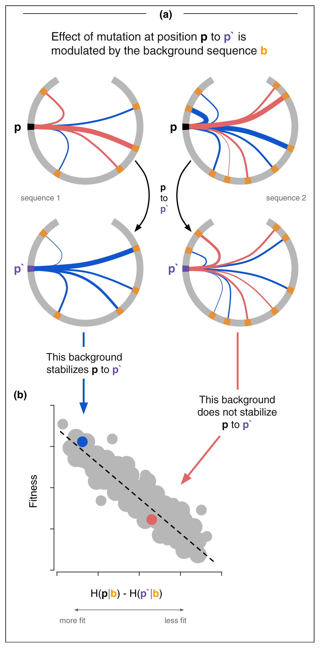 Epistasis: the effect of a mutation depends on sequence background
